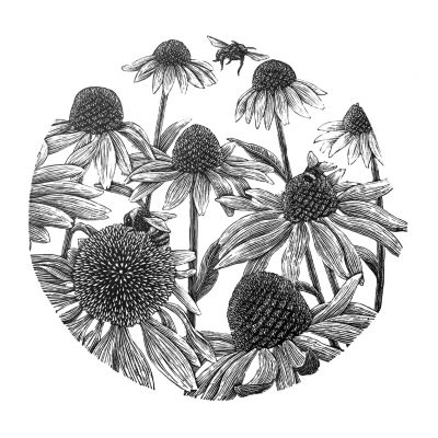 Bees and Echinacea